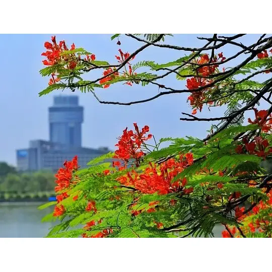 Hogyan hoz létre a Royal Poinciana lenyűgöző trópusi tájakat? Hogyan hoz létre a Royal Poinciana lenyűgöző trópusi tájakat?
