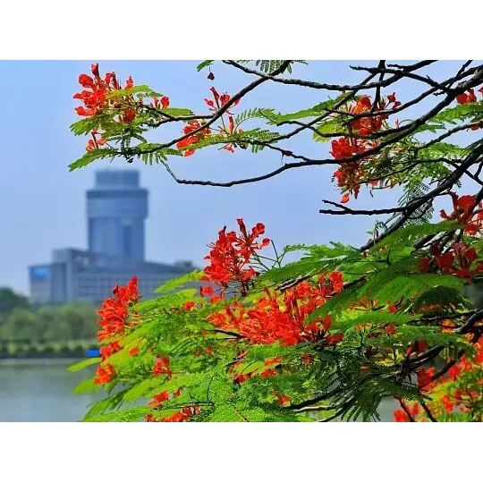 Miért maximalizálják a konténerben termesztett Royal Poinciana bélések a tájkép sikerét?