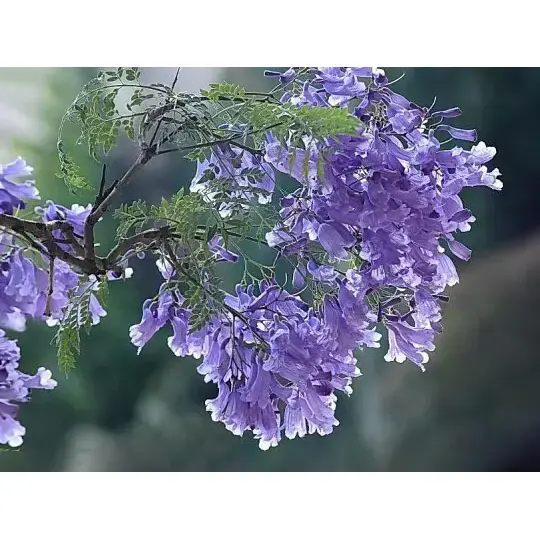 Hogyan hoz létre egy Jacaranda fa lenyűgöző tájat és hosszan tartó szépséget? Hogyan hoz létre egy Jacaranda fa lenyűgöző tájat és hosszan tartó szépséget?