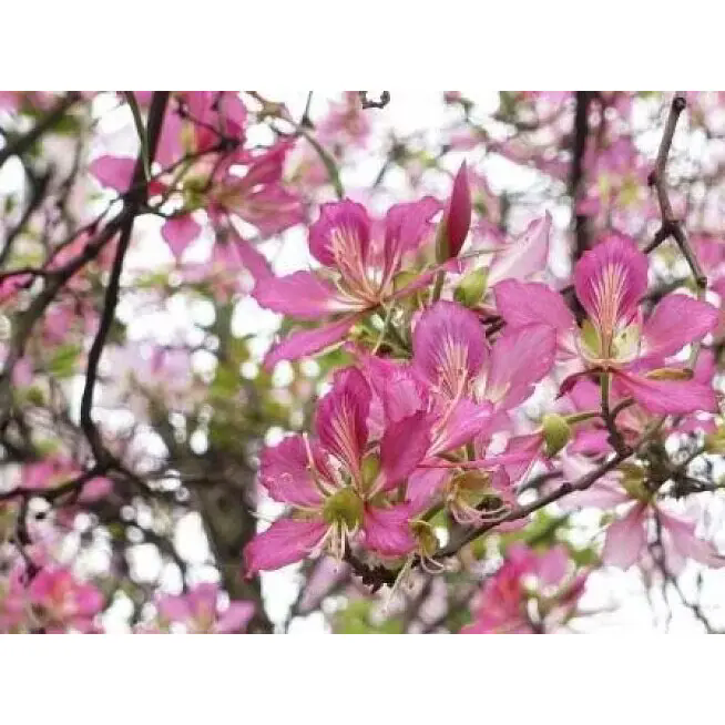 Hogyan alakíthat át egy rózsaszín orchidea fa tartós szépséggel beltéri és kültéri tereket?