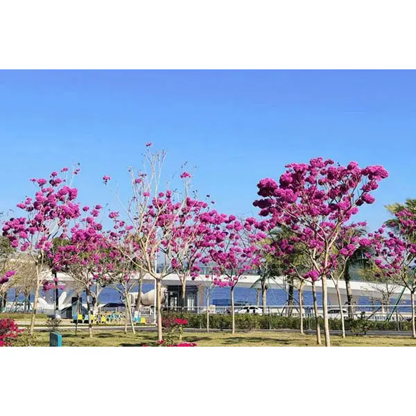 Mi teszi a Purple Trompet Tree-t ideális választássá lenyűgöző tájprojektekhez? Mi teszi a Purple Trompet Tree-t ideális választássá lenyűgöző tájprojektekhez?