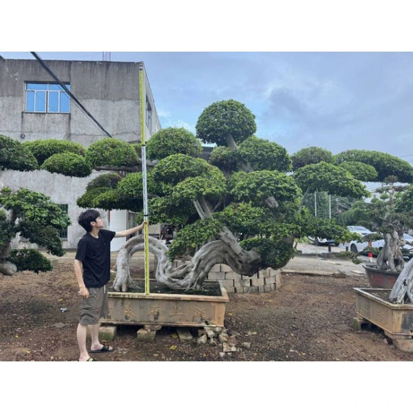 Ficus Microcarpa bonsai fa