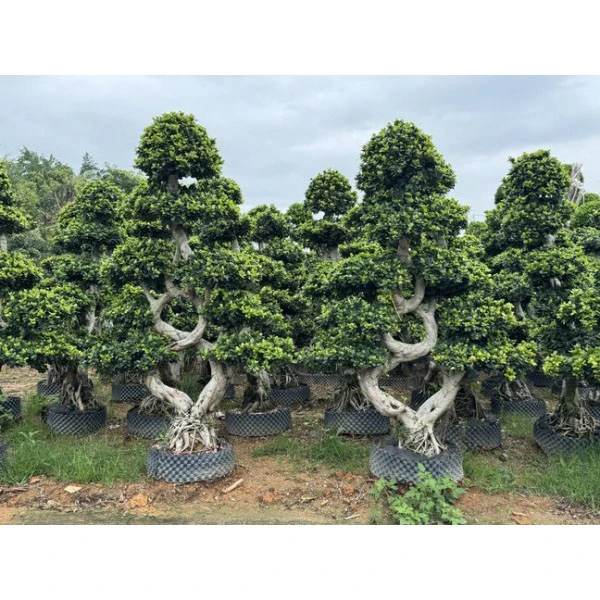 Ficus microcarpa Bélések