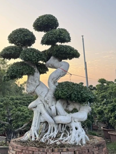 Specimen Ficus microcarpa Tree