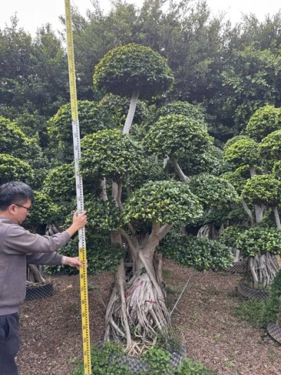 Specimen Ficus microcarpa Tree