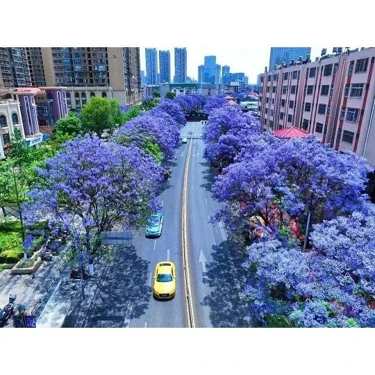 Jacaranda utcai fák