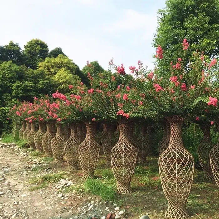 Crape Myrtle Tree minta
