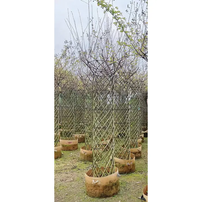 Crape Myrtle Tree minta
