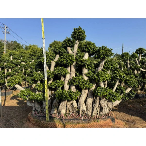Példa Ficus microcarpa Tree