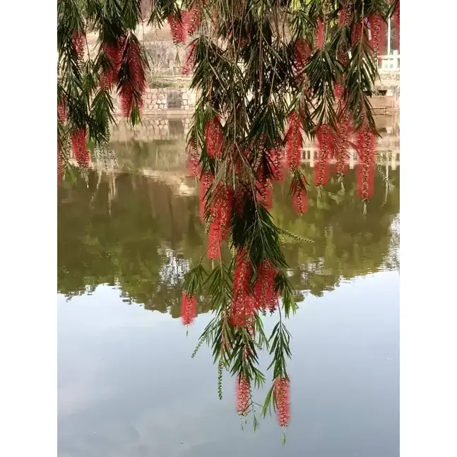 Síró Bottlebrush utcai fák